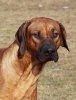 Bamse