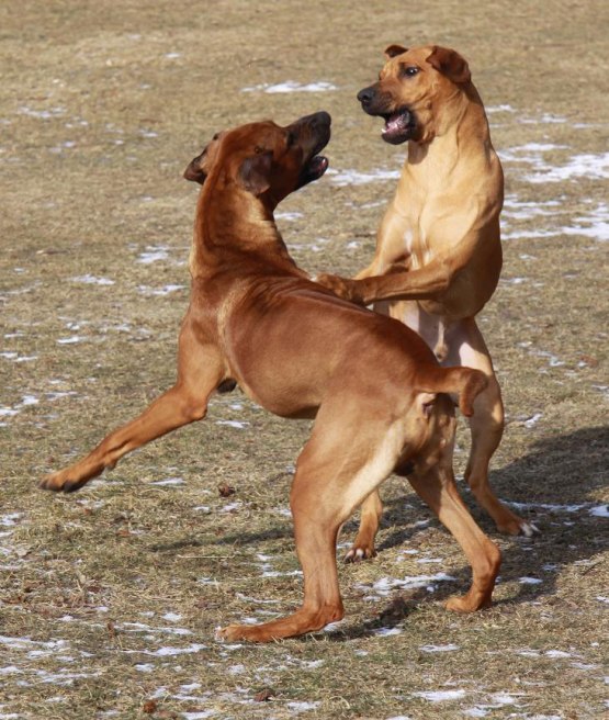 CHIMME & BAMSE
