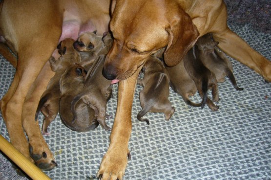 CASPIAN & DAMISIS NEW BORN BABIES