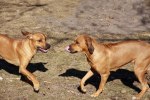 Chimme and Cenna