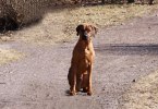 Primus son Bamse