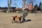 Helene playing with Cenna and Chimme