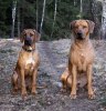 Far och Son