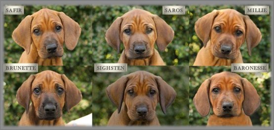 B-LITTER