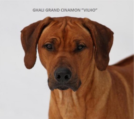 VILHO