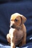 Caspian Puppy 306