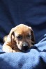 Caspian Puppy 314