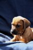 Caspian Puppy 316