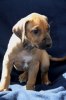 Caspian Puppy 320