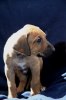 Caspian Puppy 325