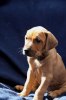 Caspian Puppy 333