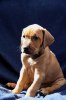 Caspian Puppy 337