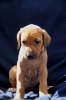 Caspian Puppy 344