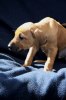 Caspian Puppy 352