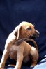 Caspian Puppy 355