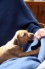 Caspian Puppy 363