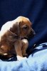 Caspian Puppy 370