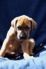 Caspian Puppy 371