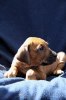 Caspian Puppy 383