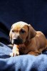 Caspian Puppy 391