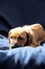 Caspian Puppy 394
