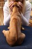 Caspian Puppy 128