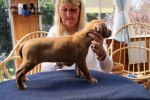Caspian Puppy 133