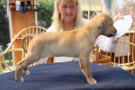 Caspian Puppy 148