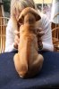 Caspian Puppy 163
