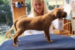 Caspian Puppy 176