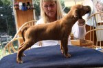 Caspian Puppy 178