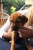 Caspian Puppy 189