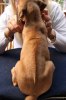 Caspian Puppy 200