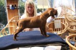 Caspian Puppy 210
