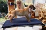 Caspian Puppy 222