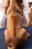 Caspian Puppy 239