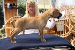 Caspian Puppy 251