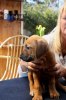 Caspian Puppy 264