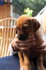 Caspian Puppy 266
