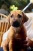 Caspian Puppy 271