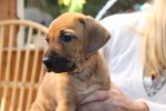 Caspian Puppy 274
