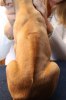 Caspian Puppy 276