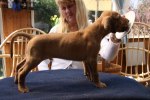 Caspian Puppy 281