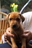 Caspian Puppy 292