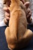 Caspian Puppy 296