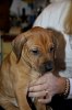 Caspian Puppy 053