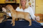 Caspian Puppy 054