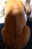 Caspian Puppy 075