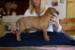 Caspian Puppy 078