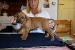 Caspian Puppy 081